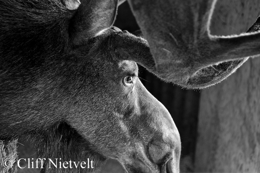 Velveteen Moose (Captive), REF: NOSC018